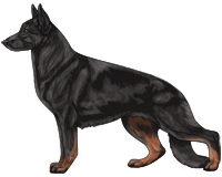 Bicolor Black and Red German Shepherd Dog