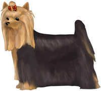 Black and Gold Yorkshire Terrier