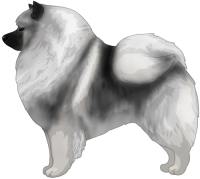 Black and Silver Keeshond