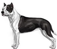 Black and White American Staffordshire Terrier
