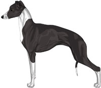 Black and White Italian Greyhound