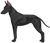 Black Manchester Toy Terrier