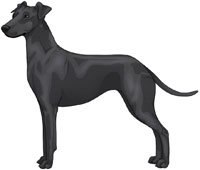 Black Manchester Terrier