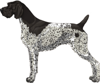 Black and White - Patched and Ticked German Wirehaired Pointer