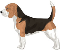 Black Red & White Beagle