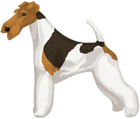 White, Black and Tan Wire Fox Terrier