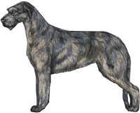 Blue Brindle Irish Wolfhound