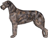 Brindle Irish Wolfhound