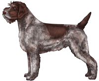 Brown Roan Wirehaired Pointing Griffon