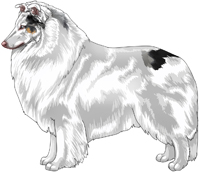 Double Dilute Blue Merle Rough Collie