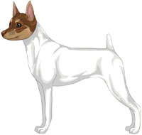 White, Chocolate & Tan (Extreme White) Toy Fox Terrier