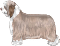 Fawn and White Bearded Collie