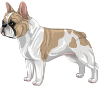 Fawn & White French Bulldog