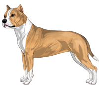 Fawn Sable and White American Staffordshire Terrier
