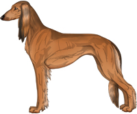 Red Sable Feathered Saluki
