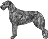 Gray & Brindle Irish Wolfhound