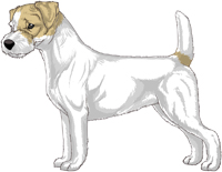 Lemon and White Broken Coat Jack Russell Terrier