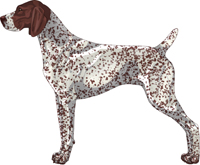 Liver & White Ticked German Shorthaired Pointer