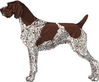 Liver and White - Patched and Ticked German Wirehaired Pointer