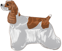 Red and White American Cocker Spaniel