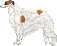 Red with Black Mask and Extreme White Piebald Borzoi