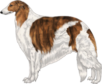 Red Brindle with Piebald White Markings Borzoi