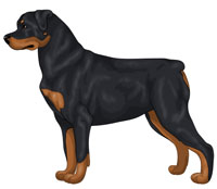 Black and Rust Rottweiler