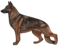 Sable Black and Red German Shepherd Dog