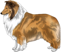 Sable and White Rough Collie