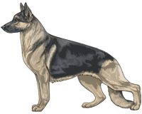 Saddleback Blue and Cream German Shepherd Dog