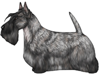 Silver Brindle Scottish Terrier