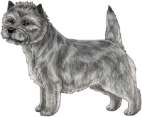 Silver Cairn Terrier