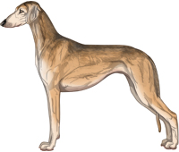 Golden Grizzle Smooth Saluki