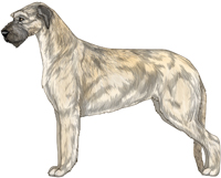 Wheaten Irish Wolfhound