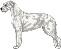 White Irish Wolfhound
