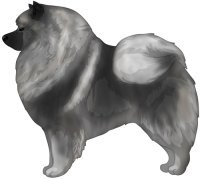 Wolfgray and Black Keeshond