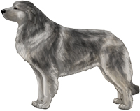 Wolfgray Estrela Mountain Dog
