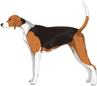 American Foxhound Colors
