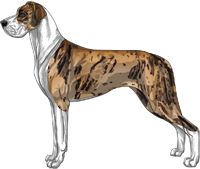 Color Pics for Great Dane